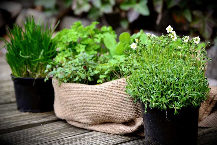 How To Plant an Herbs