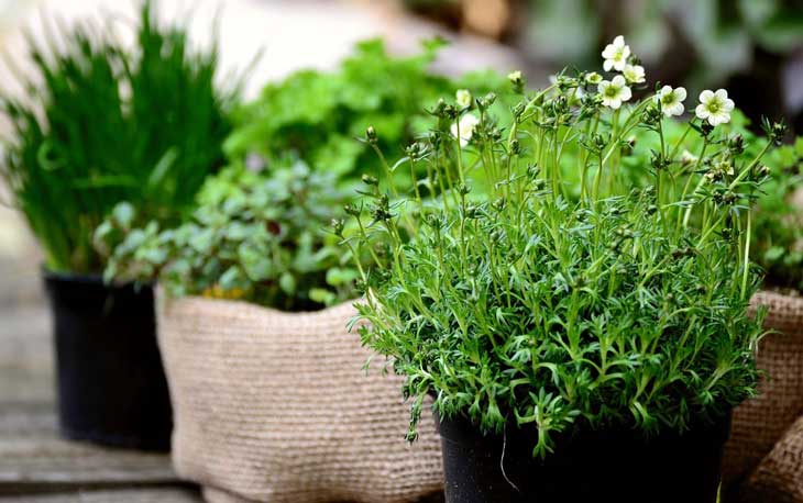 How to Fertilize Herbs 
