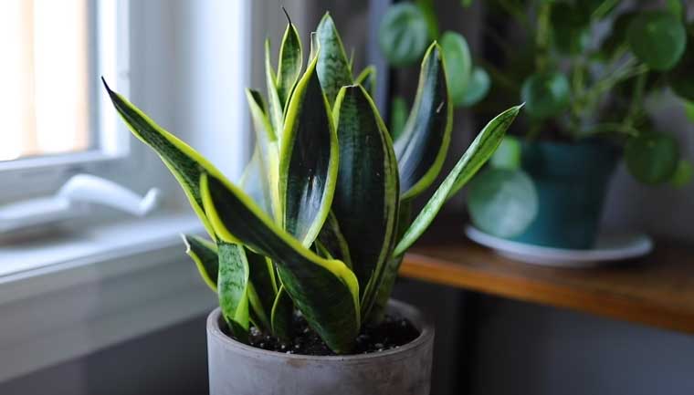 How to Make Well Drained Soil for Houseplants