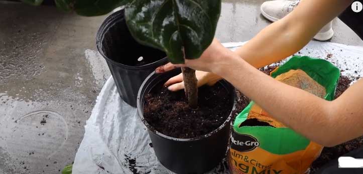 How to Fertilize Fiddle Leaf Fig