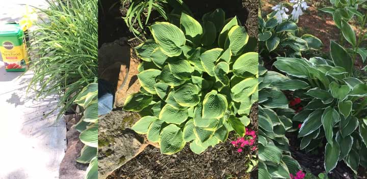 What is the Best Time to Move Hostas and Plant Them in the Ground