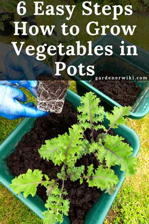 6 easy steps: how to grow vegetables in pots