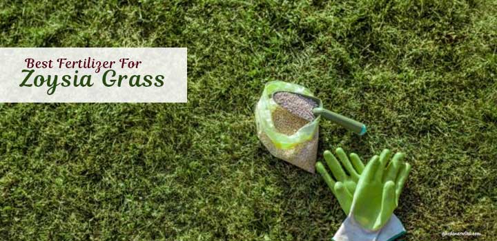 best fertilizer for zoysia grass