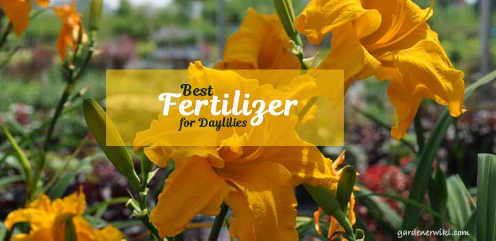 Best Fertilizer for Daylilies