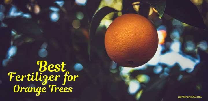 Best Fertilizer for Orange Trees