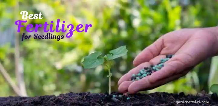 Best Fertilizer for Seedlings