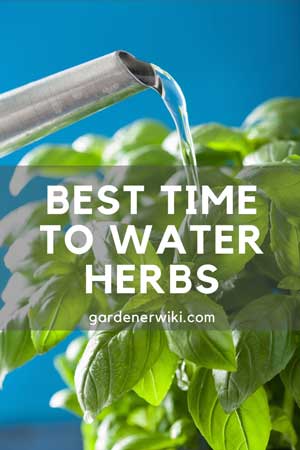 Which Fertilizer is Best for Herbs?