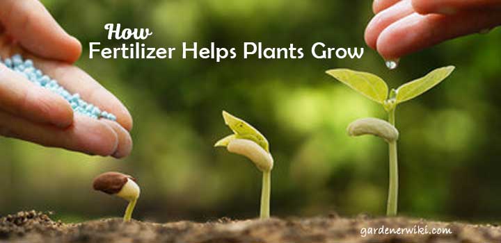 How-Fertilizer-Helps-Plants-Grow