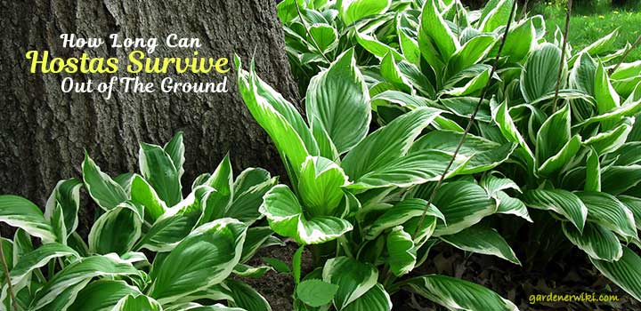 How Long Can Hostas Live Out of the Ground.