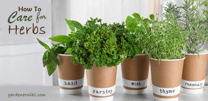 How To Care For Herbs