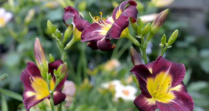 How To Choose The Perfect Container For Your Daylilies