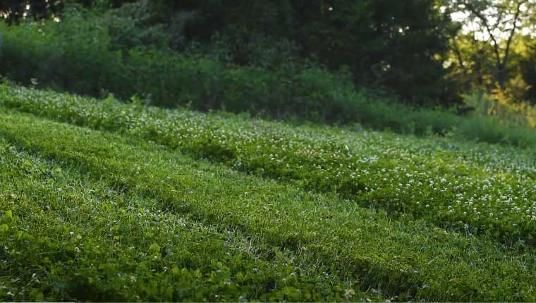 When Should You Plant Clover For Deer