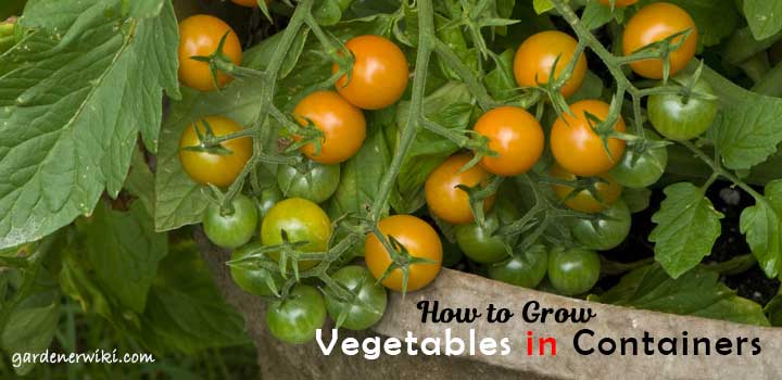 How to Grow Vegetables in Containers