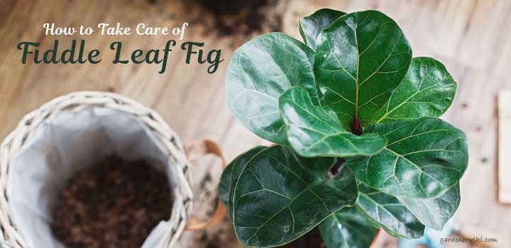 How to Take Care of Fiddle Leaf Figs
