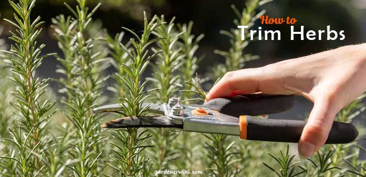 How to Trim Herbs