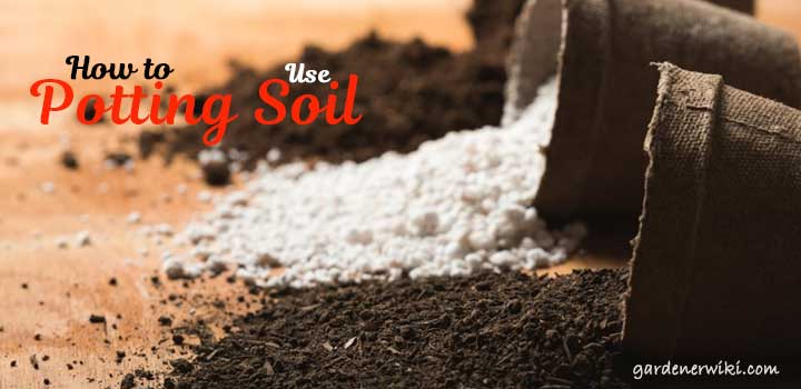 How to Use Potting Soil
