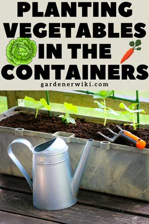 planting vegetables in the containers