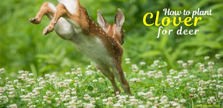 how to plant clover for deer
