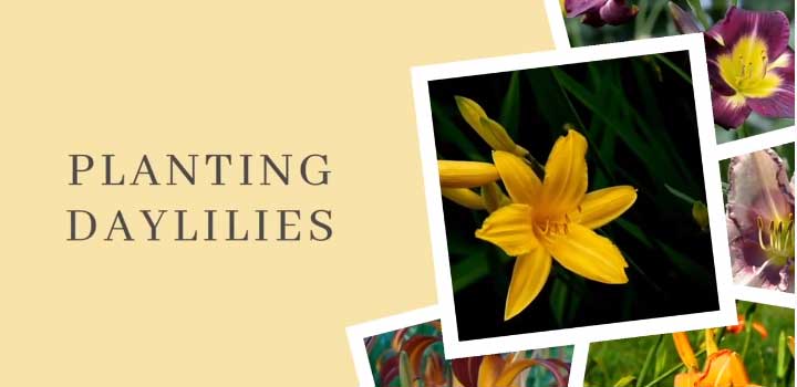 How To Select A Daylily?