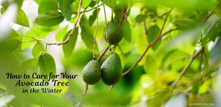 How to Care for Your Avocado Tree in the Winter