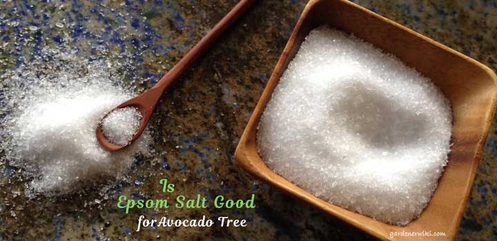 Is Epsom Salt Good for Avocado Trees