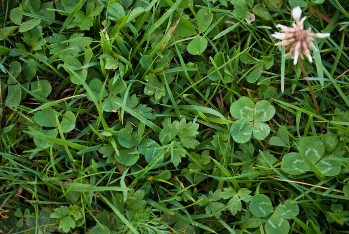 Maintaining Tips For Clover Lawn