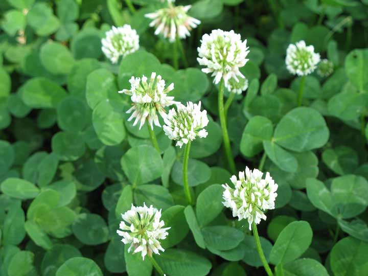 When Does White Clover Go to Seed