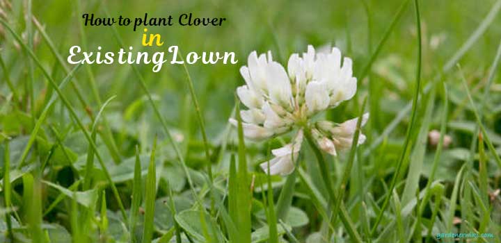 How To Plant Clover In Existing Lawn
