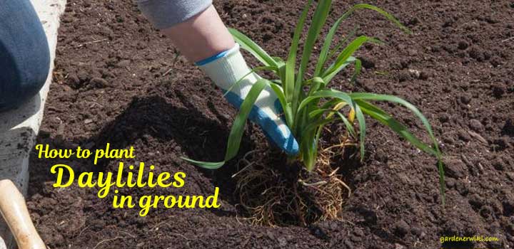 how to plant daylilies in ground