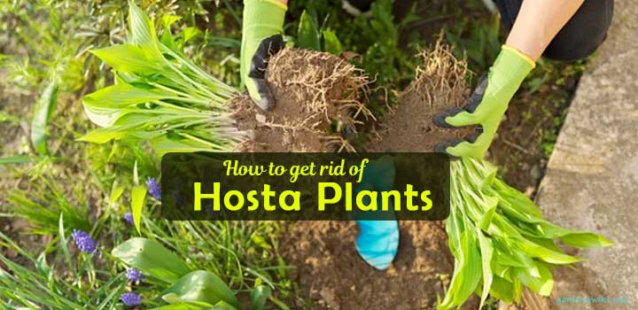 how to get rid of hosta plant
