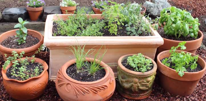 How to Fertilize Herbs in the Organic Garden
