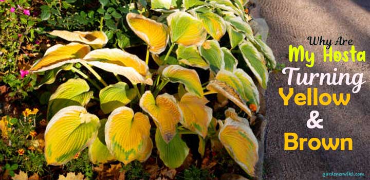 Why Are My Hostas Turning Yellow and Brown