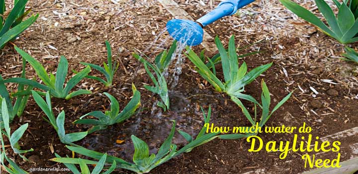 how much water do daylilies need