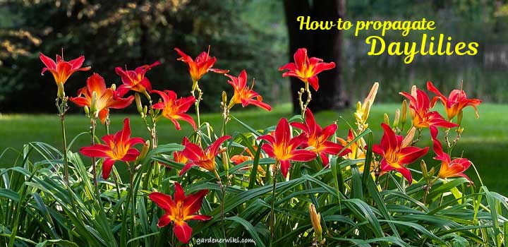 How to Propagate Daylilies