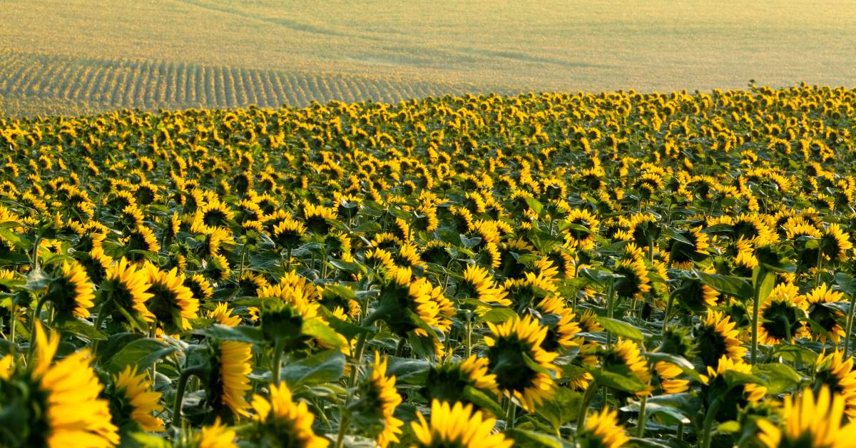How Much Fertilizer Per Acre for Sunflowers